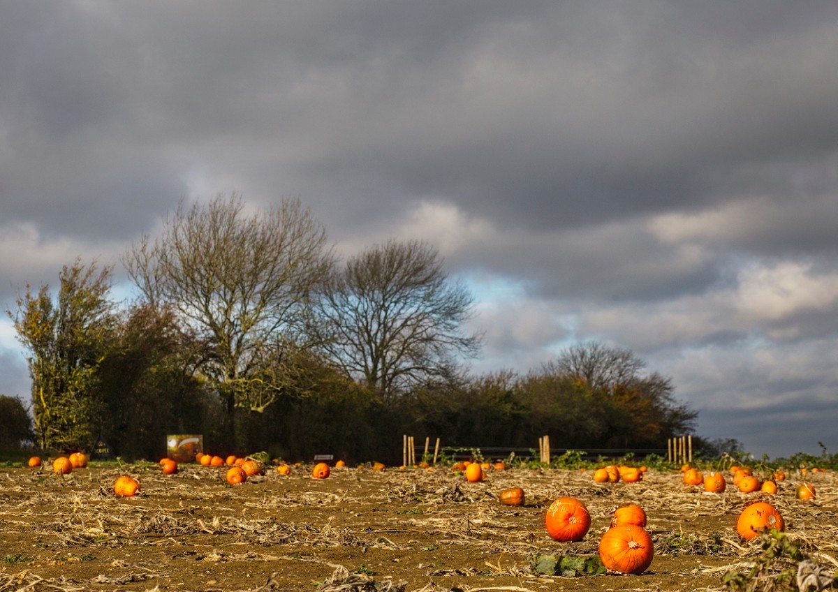 pumpkin field